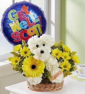 Sick as a Dog – Sandy Run Sndwich Shop And Florist Llc, Gaston SC