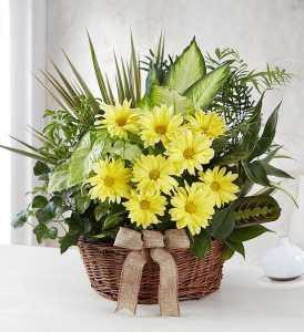 Dish Garden w/ Fresh Cut Flowers