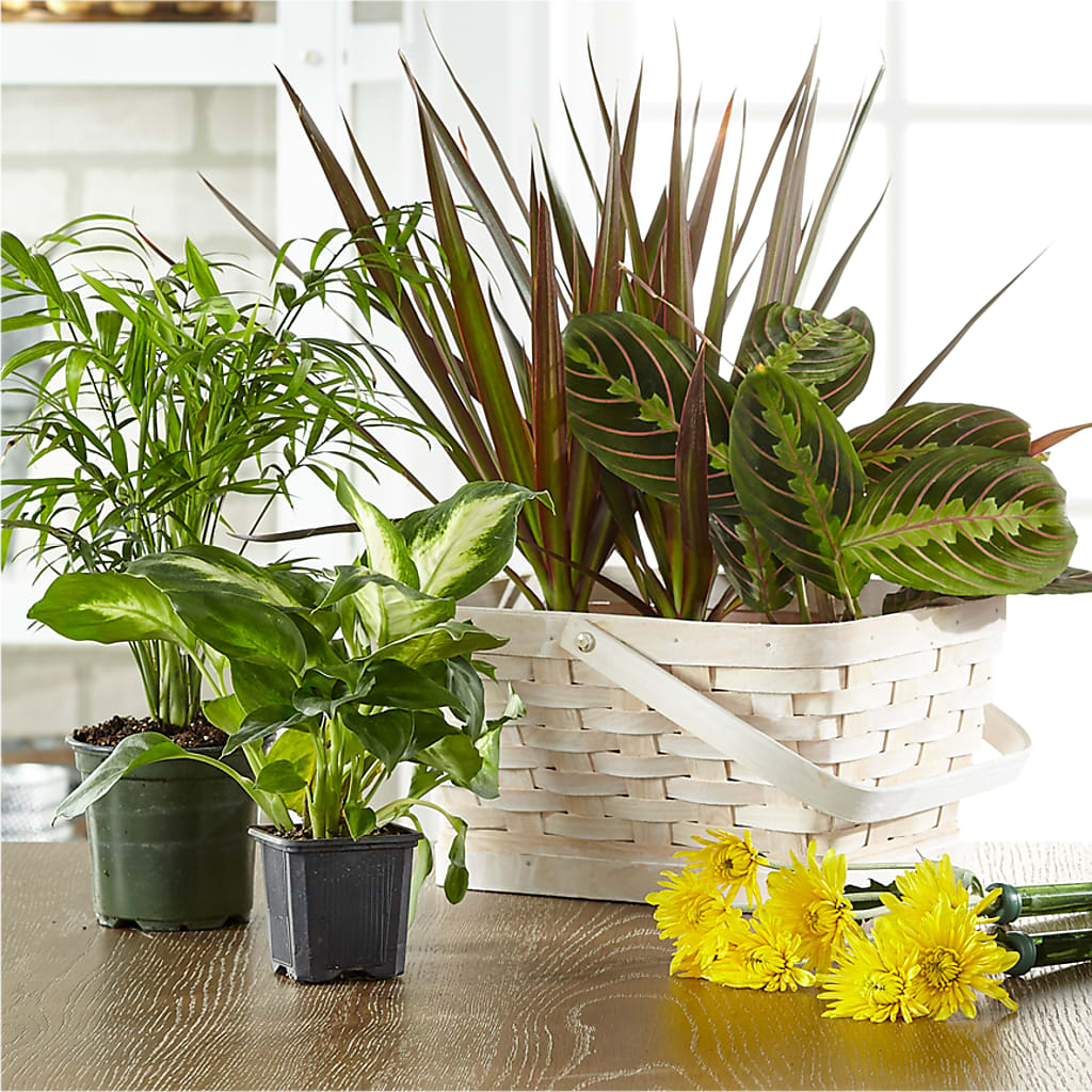 Florist Designed Blooming and Green Plants in a Basket – Sandy Run Sndwich Shop And Florist Llc, Gaston SC