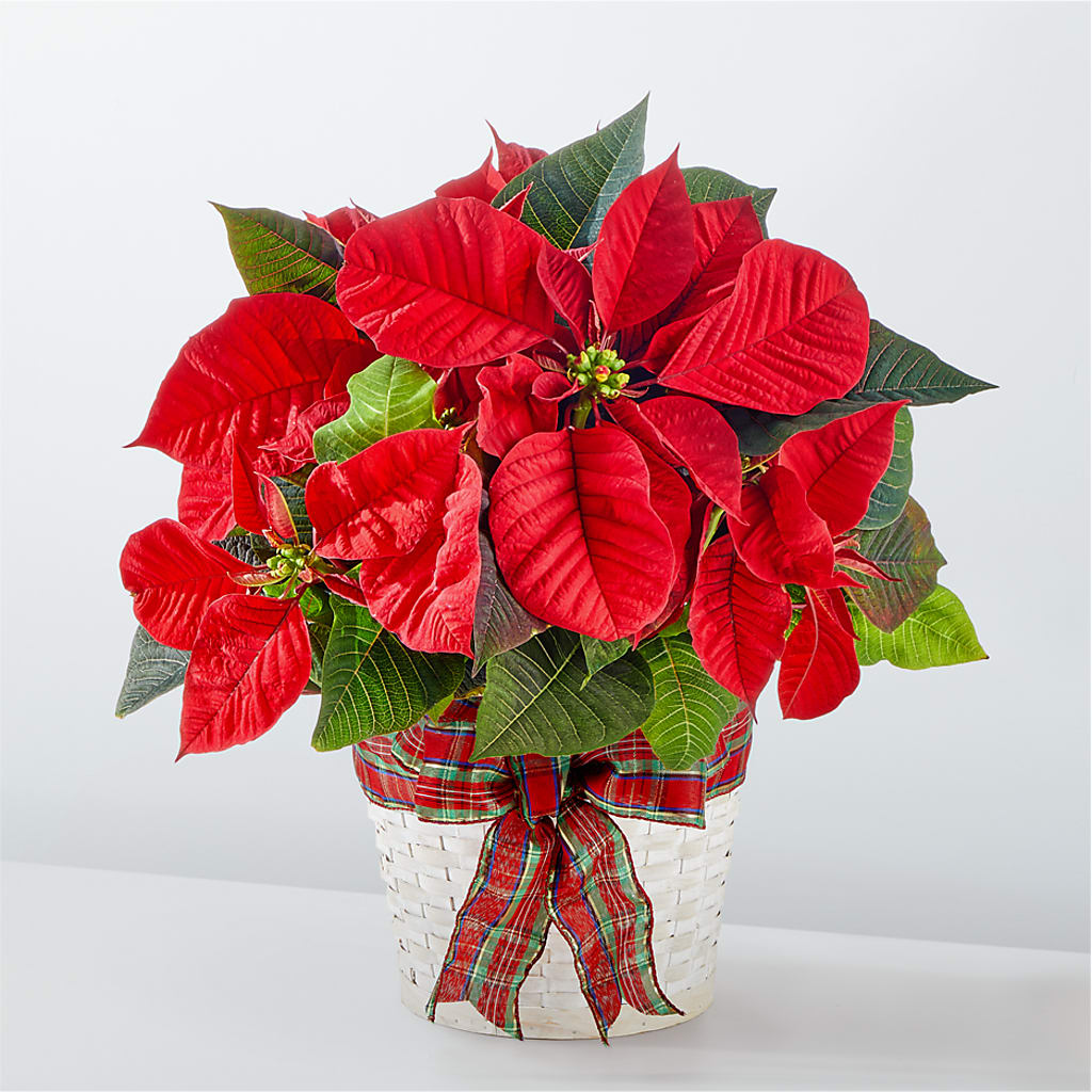 Happiest Holidays Poinsettia – Sandy Run Sndwich Shop And Florist Llc, Gaston SC