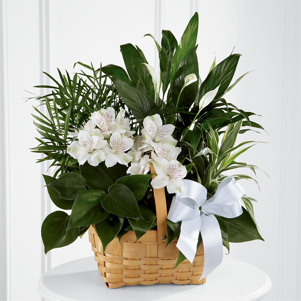 Peace & Serenity Dishgarden – Sandy Run Sndwich Shop And Florist Llc, Gaston SC