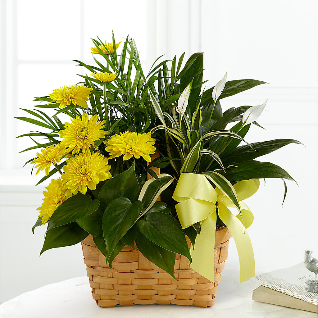 Loving Light Dishgarden – Sandy Run Sndwich Shop And Florist Llc, Gaston SC