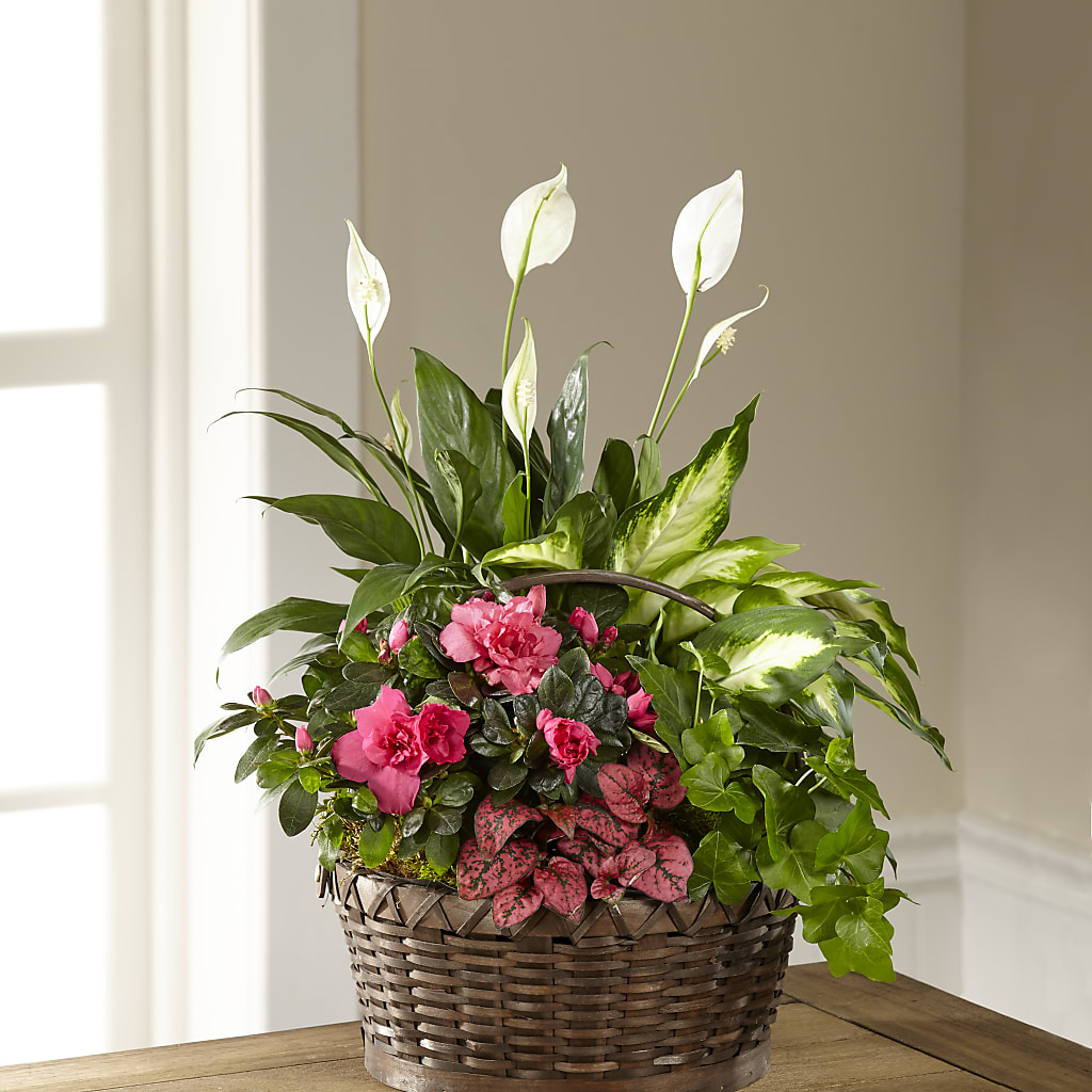 Dream in Pink Dishgarden – Sandy Run Sndwich Shop And Florist Llc, Gaston SC