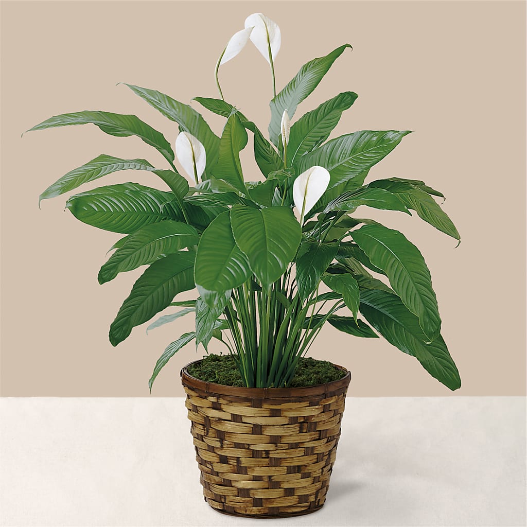Tranquil Moments Peace Lily Plant – Sandy Run Sndwich Shop And Florist Llc, Gaston SC