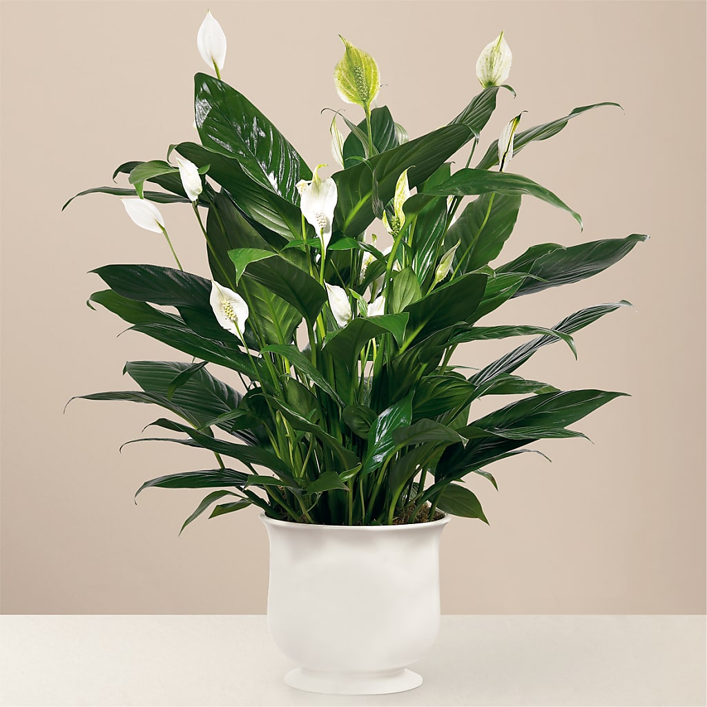 Comfort Planter – Sandy Run Sndwich Shop And Florist Llc, Gaston SC