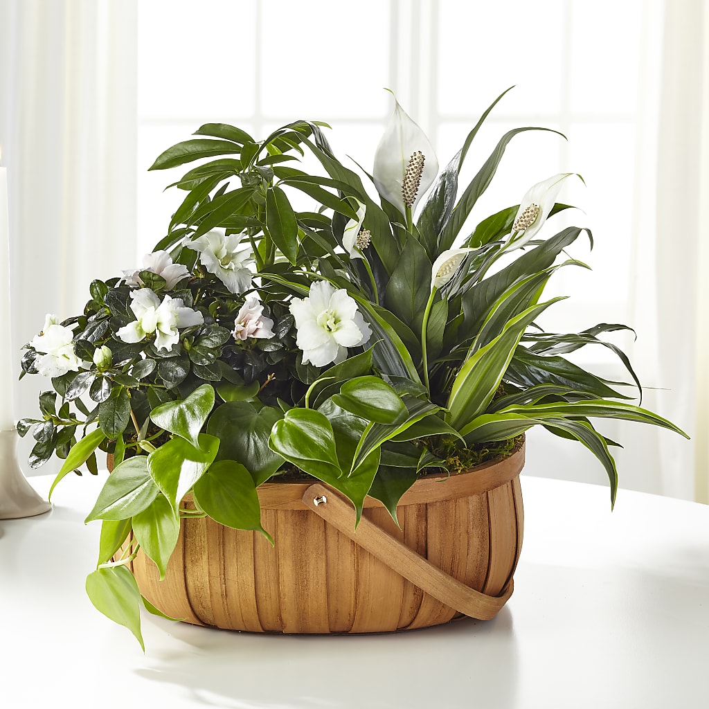 Serene Dishgarden – Sandy Run Sndwich Shop And Florist Llc, Gaston SC