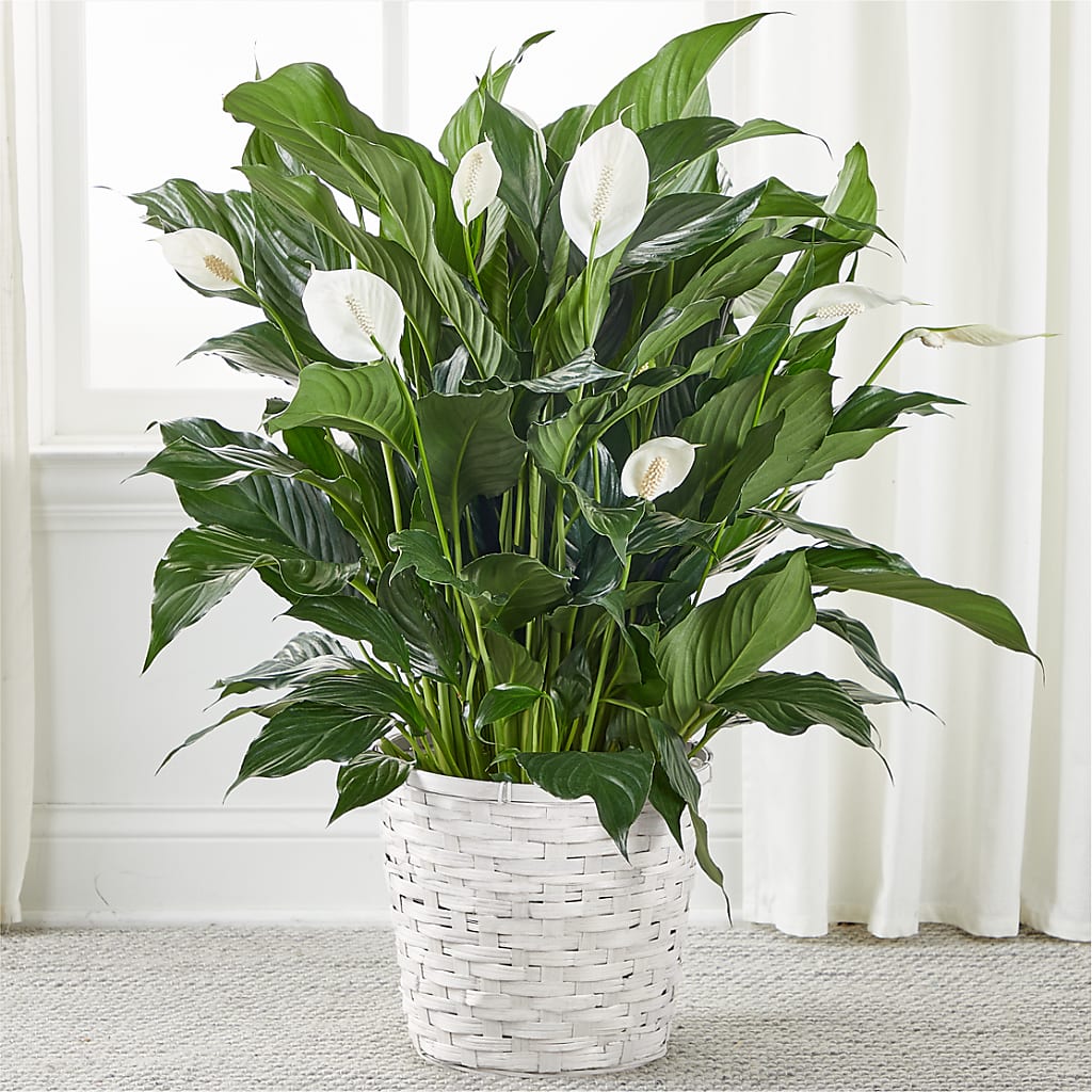 A New Leaf Peace Lily – Sandy Run Sndwich Shop And Florist Llc, Gaston SC