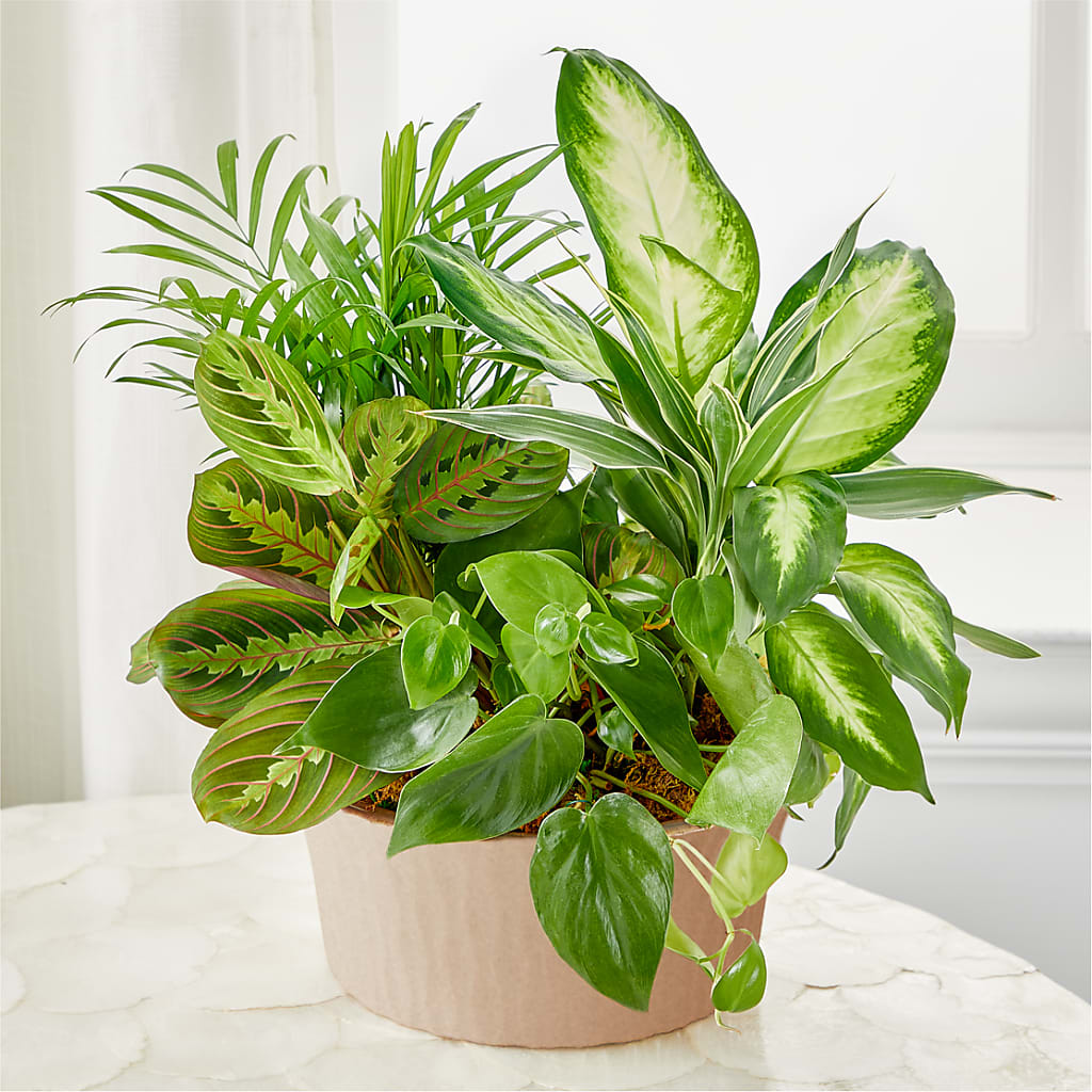Balance & Harmony Dishgarden – Sandy Run Sndwich Shop And Florist Llc, Gaston SC