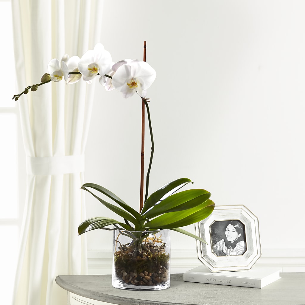 White Orchid Planter – Sandy Run Sndwich Shop And Florist Llc, Gaston SC