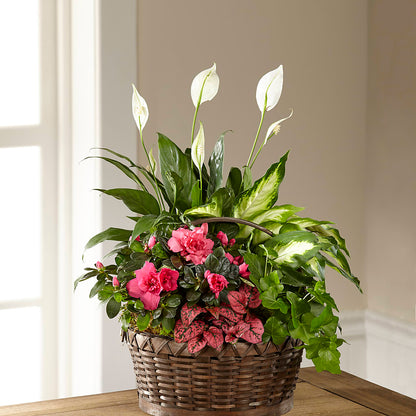 Dream in Pink Dishgarden –  Sandy Run Sndwich Shop And Florist Llc, Gaston SC