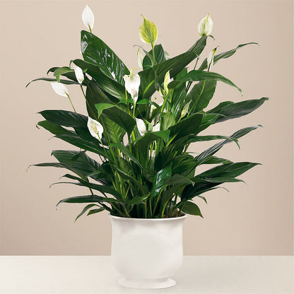 Comfort Planter –  Sandy Run Sndwich Shop And Florist Llc, Gaston SC