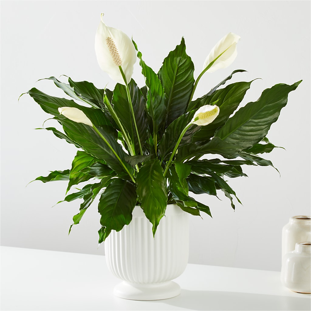 Comfort Planter –  Sandy Run Sndwich Shop And Florist Llc, Gaston SC