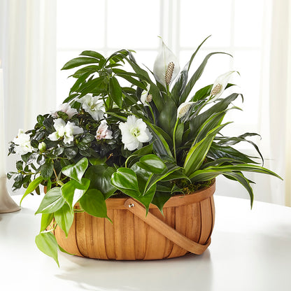Serene Dishgarden –  Sandy Run Sndwich Shop And Florist Llc, Gaston SC