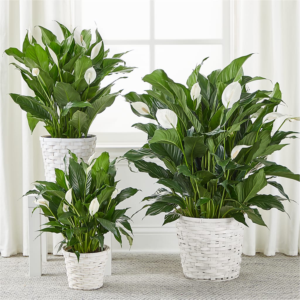 A New Leaf Peace Lily –  Sandy Run Sndwich Shop And Florist Llc, Gaston SC