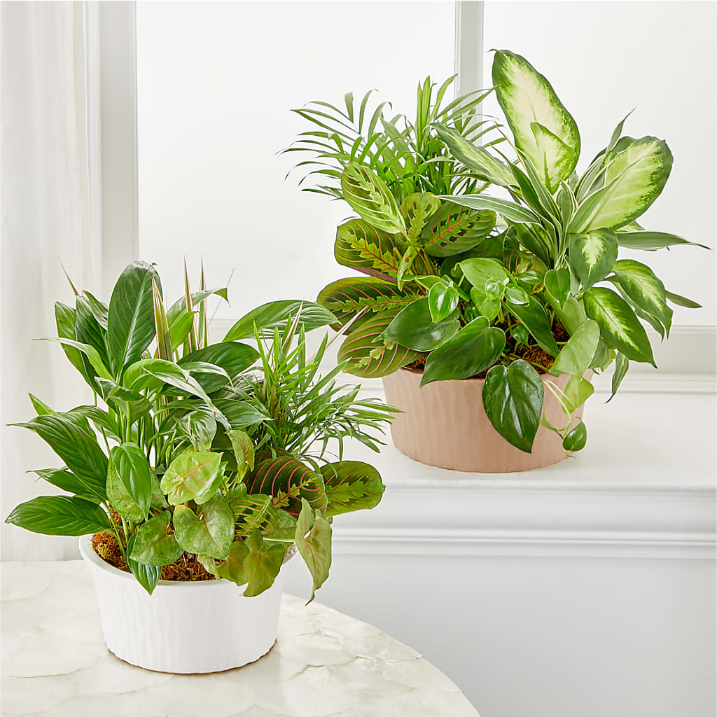 Balance & Harmony Dishgarden –  Sandy Run Sndwich Shop And Florist Llc, Gaston SC