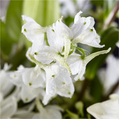 Classic Ivory – A Florist Original –  Sandy Run Sndwich Shop And Florist Llc, Gaston SC