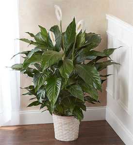 peace lily plant